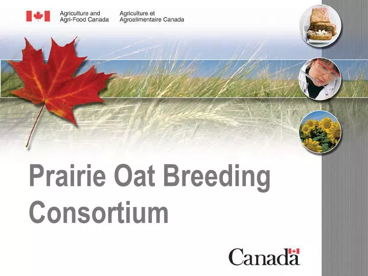 prairie oat breeding consortium