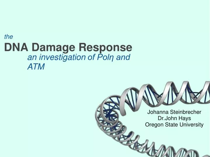 the dna damage response