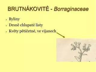 brutn kovit borraginaceae