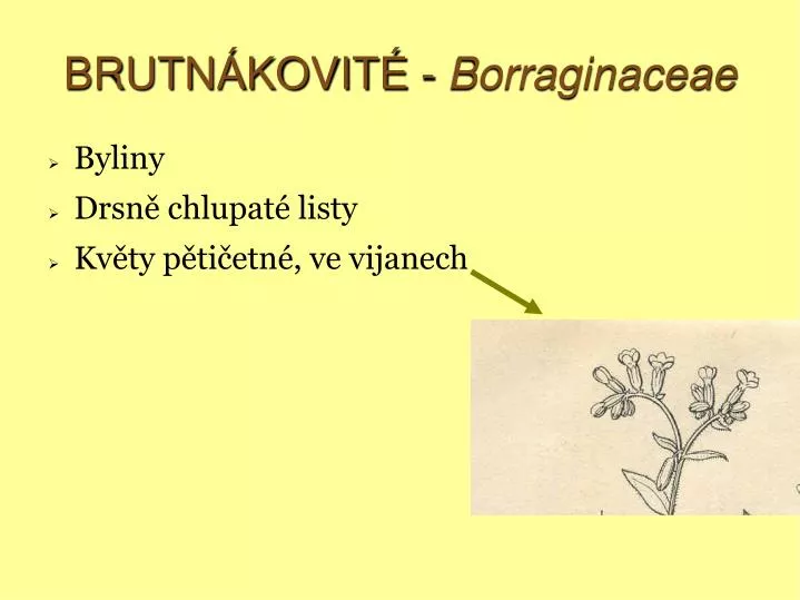 brutn kovit borraginaceae