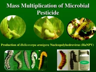 Mass Multiplication of Microbial Pesticide