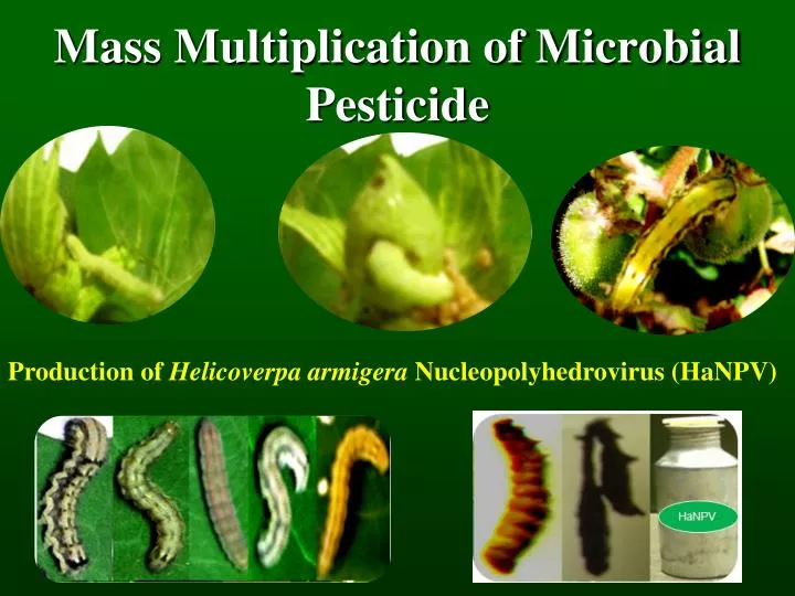 mass multiplication of microbial pesticide
