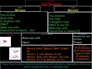 overall concept Cell Division