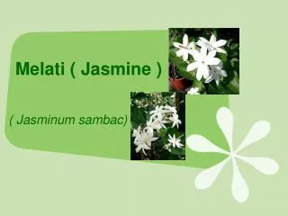Melati ( Jasmine )