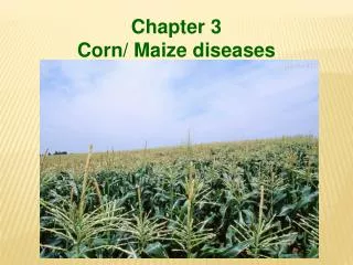 Chapter 3 Corn/ Maize diseases