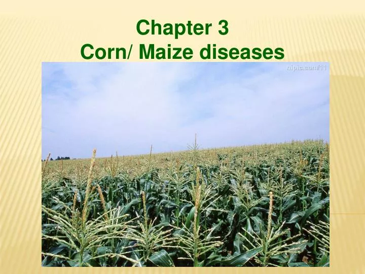 chapter 3 corn maize diseases