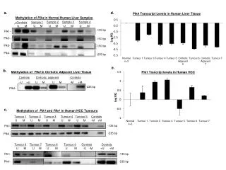 Methylation of Plks in Normal Human Liver Samples