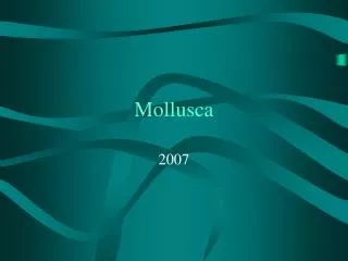 mollusca