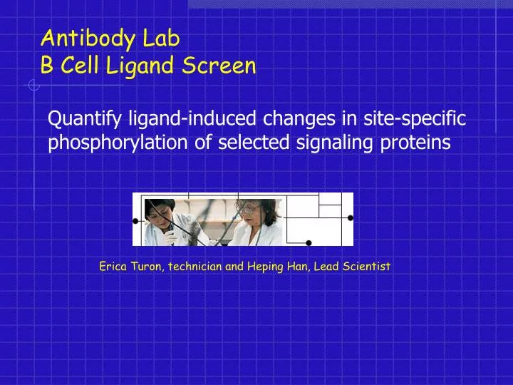 antibody lab b cell ligand screen