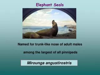 Named for trunk-like nose of adult males among the largest of all pinnipeds