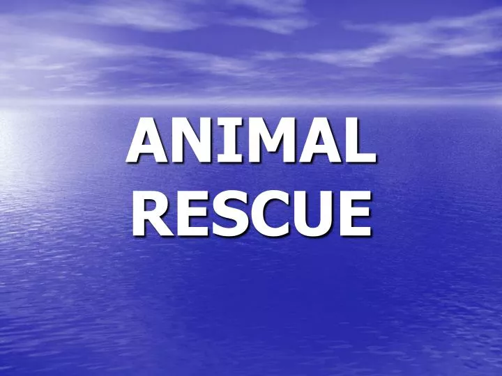animal rescue