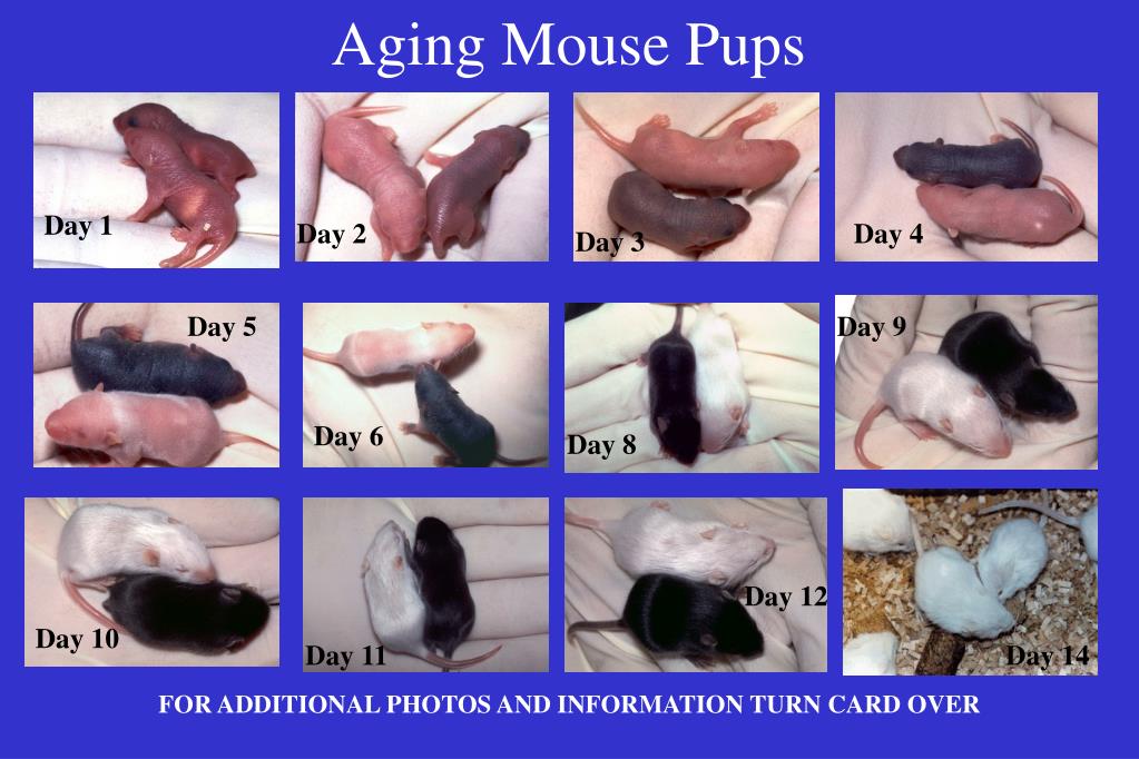 PPT - Aging Mouse Pups PowerPoint Presentation, free download - ID:4647267