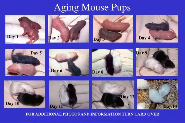mouse pups