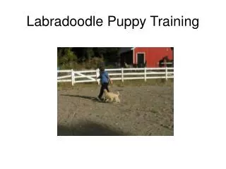 Labradoodle Puppy Training