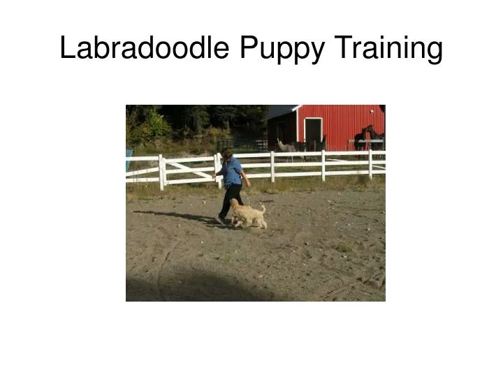 labradoodle puppy training