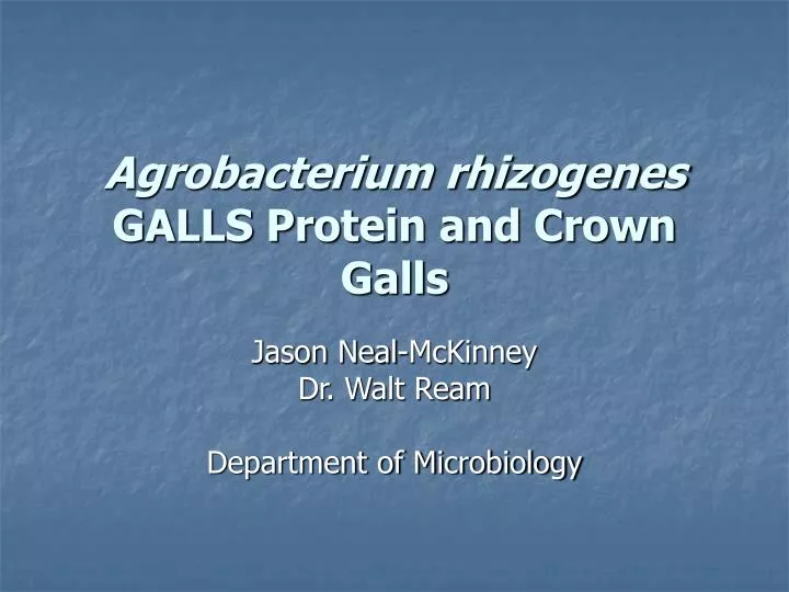 agrobacterium rhizogenes galls protein and crown galls