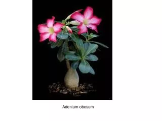 Adenium obesum
