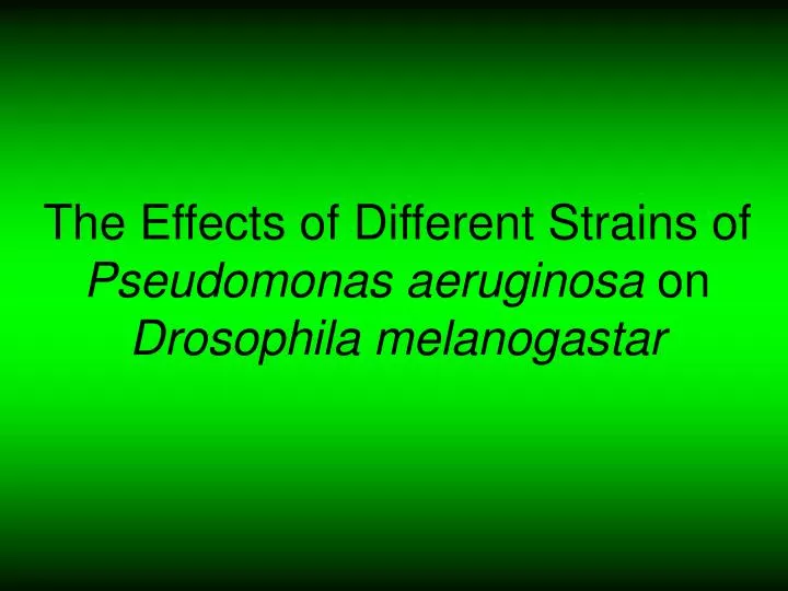 the effects of different strains of pseudomonas aeruginosa on drosophila melanogastar