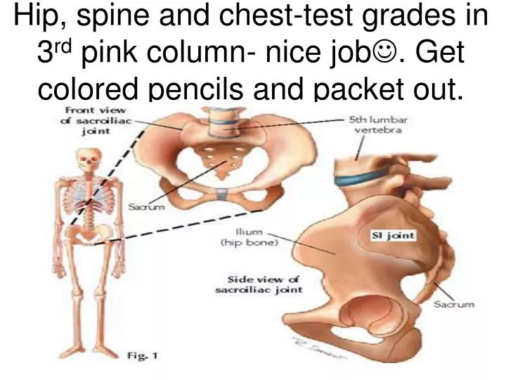 hip spine and chest test grades in 3 rd pink column nice job get colored pencils and packet out