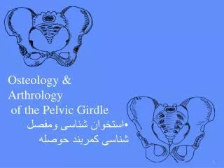 Osteology &amp; Arthrology of the Pelvic Girdle ??????? ????? ????? ????? ?????? ?????