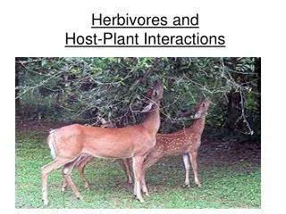 Herbivores and Host-Plant Interactions