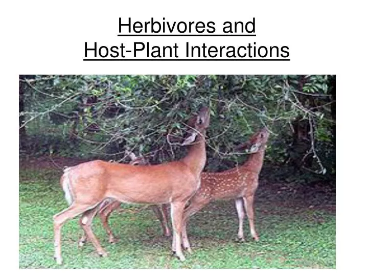 herbivores and host plant interactions