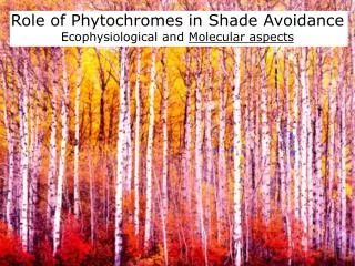 Role of Phytochromes in Shade Avoidance Ecophysiological and Molecular aspects