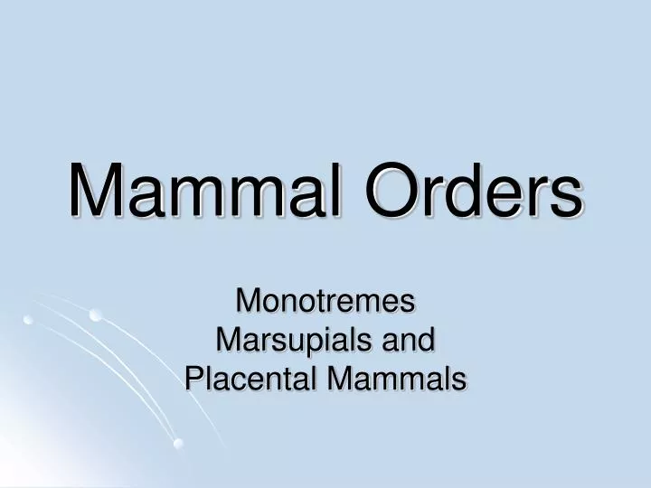 mammal orders