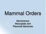 Mammal Orders - slide 1
