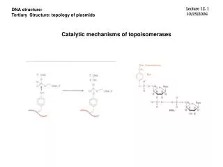 Catalytic mechanisms of topoisomerases
