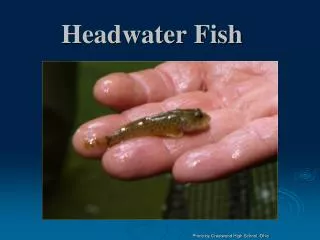 Headwater Fish