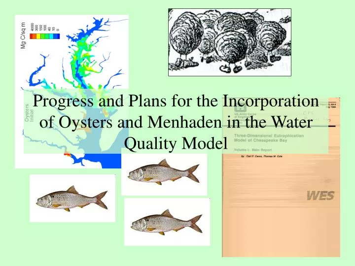 progress and plans for the incorporation of oysters and menhaden in the water quality model