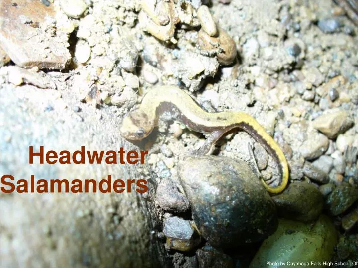 headwater salamanders