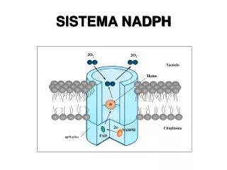 sistema nadph