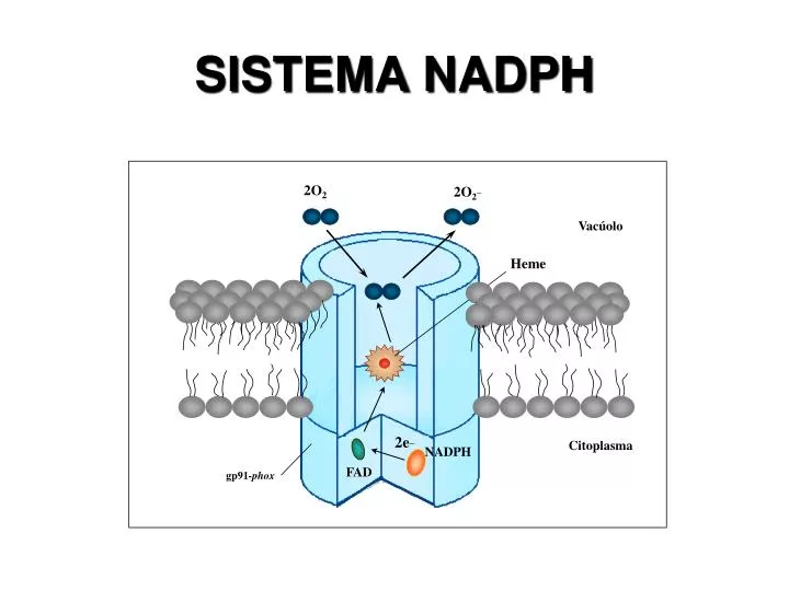 sistema nadph