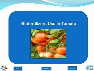 Biofertilizers Use in Tomato