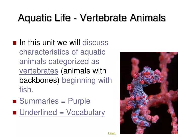 aquatic life vertebrate animals