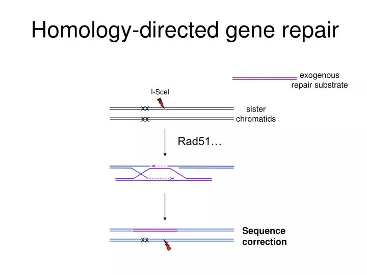 homology directed gene repair