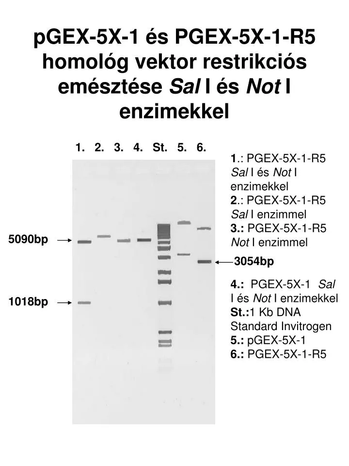 pgex 5x 1 s pgex 5x 1 r5 homol g vektor restrikci s em szt se sal i s not i enzimekkel