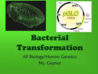 Bacterial Transformation