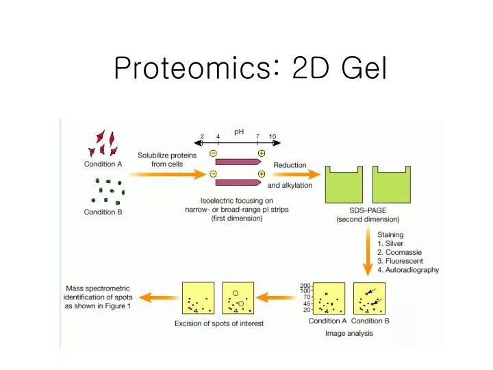 proteomics 2d gel