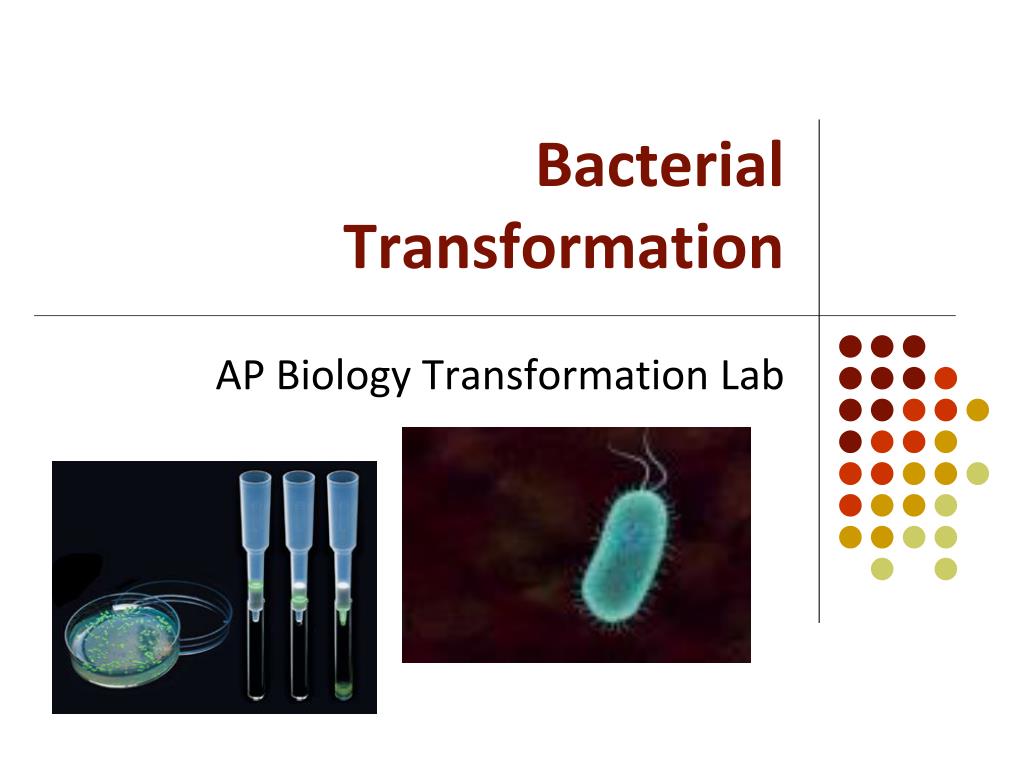 PPT - Bacterial Transformation PowerPoint Presentation, free download ...