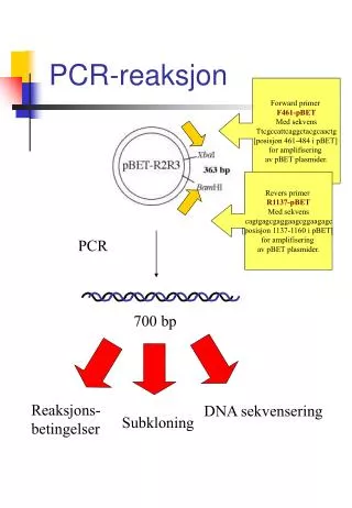 pcr reaksjon