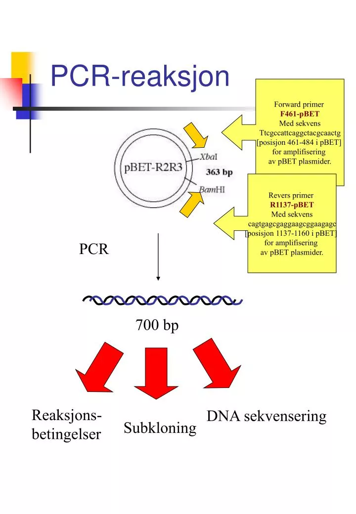 pcr reaksjon