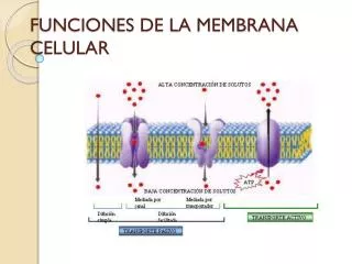 funciones de la membrana celular