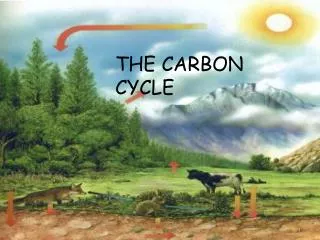 THE CARBON CYCLE