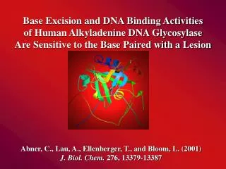 Base Excision and DNA Binding Activities of Human Alkyladenine DNA Glycosylase