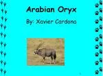 Arabian Oryx - slide 1