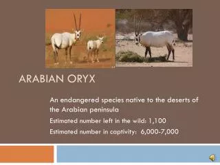 ARABIAN ORYX