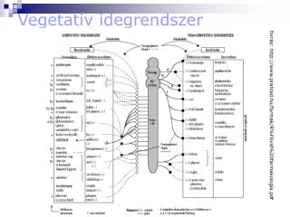 vegetat v idegrendszer